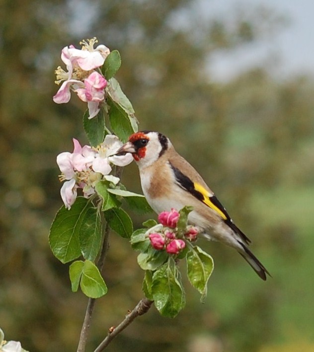 Bird perches on the flowers at Tucking Mill Self Catering Bath