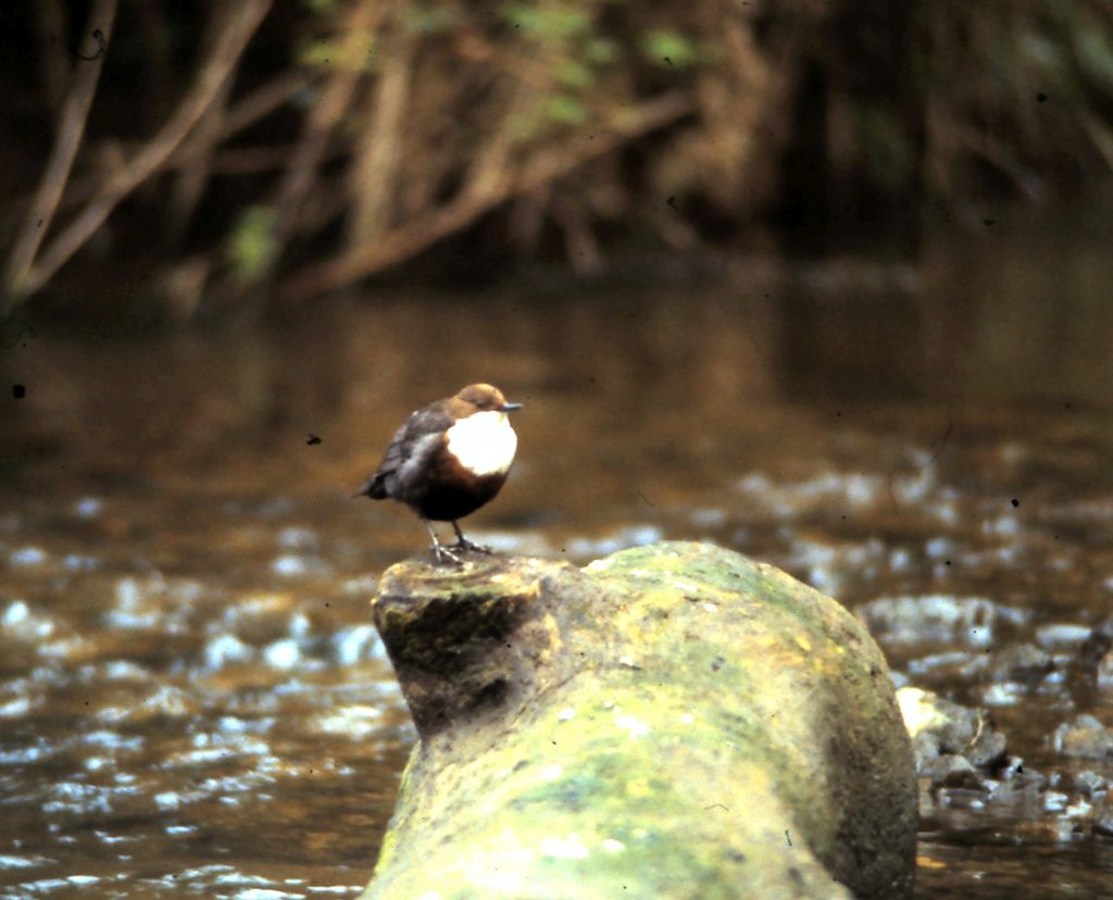 Bird perched on the Midford Brook at Tucking Mill Self Catering Bath